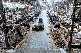 Smart Dairy Farm in Hai 'an