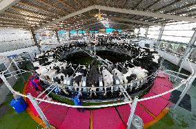 Smart Dairy Farm in Hai 'an