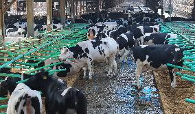 Smart Dairy Farm in Hai 'an