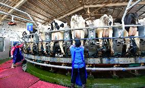 Smart Dairy Farm in Hai 'an