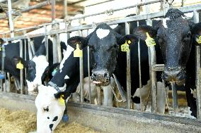 Smart Dairy Farm in Hai 'an