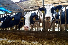 Smart Dairy Farm in Hai 'an