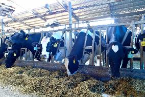 Smart Dairy Farm in Hai 'an