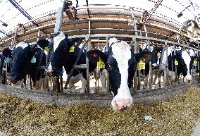 Smart Dairy Farm in Hai 'an