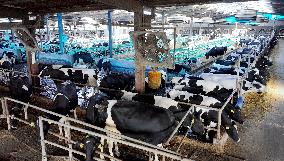 Smart Dairy Farm in Hai 'an