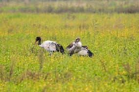 Black-necked Crane