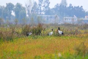 Black-necked Crane