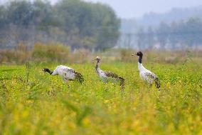 Black-necked Crane