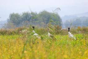 Black-necked Crane