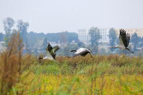 Black-necked Crane