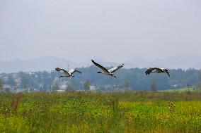 Black-necked Crane