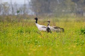 Black-necked Crane