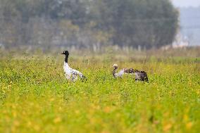 Black-necked Crane