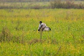 Black-necked Crane