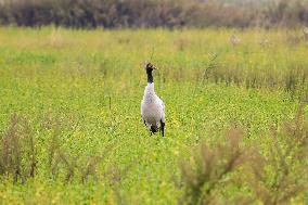 Black-necked Crane