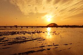 Wetland Ecology in Qingdao