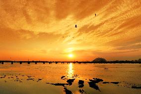 Wetland Ecology in Qingdao