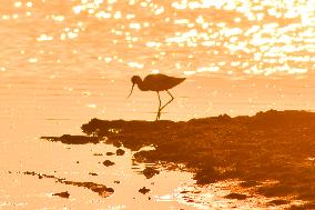 Wetland Ecology in Qingdao