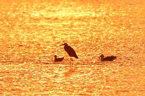 Wetland Ecology in Qingdao