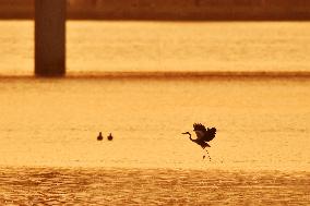 Wetland Ecology in Qingdao