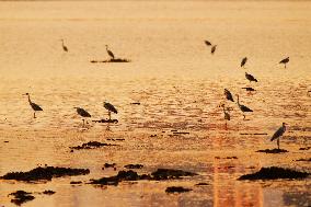 Wetland Ecology in Qingdao