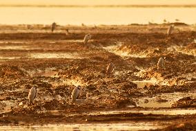 Wetland Ecology in Qingdao