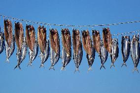 Dried Seafood Products