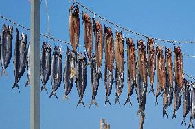 Dried Seafood Products