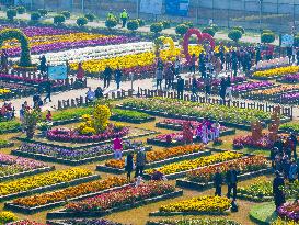 Chrysanthemum Garden