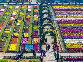 Chrysanthemum Garden