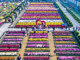 Chrysanthemum Garden