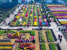 Chrysanthemum Garden