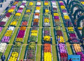 Chrysanthemum Garden