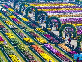 Chrysanthemum Garden