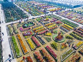 Chrysanthemum Garden