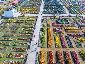 Chrysanthemum Garden