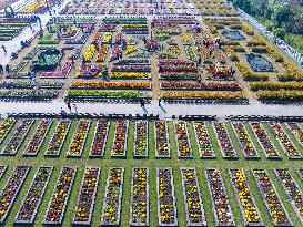 Chrysanthemum Garden