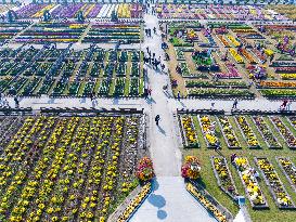 Chrysanthemum Garden