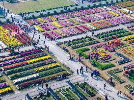 Chrysanthemum Garden