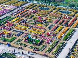 Chrysanthemum Garden