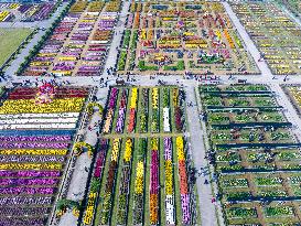 Chrysanthemum Garden