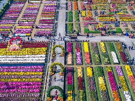 Chrysanthemum Garden