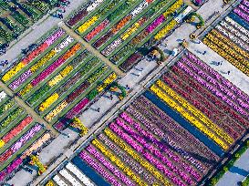 Chrysanthemum Garden