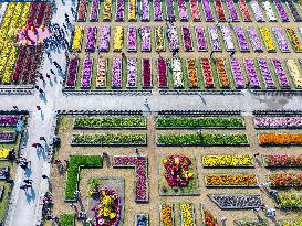 Chrysanthemum Garden