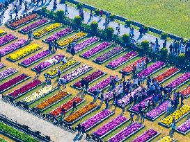 Chrysanthemum Garden