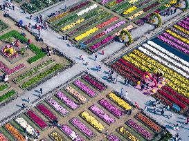 Chrysanthemum Garden