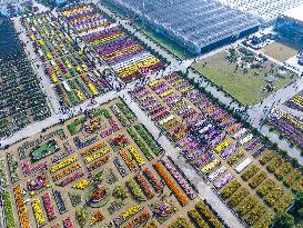 Chrysanthemum Garden