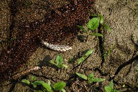 Fish In The Jalangi River Has Decreased Due To Pollution