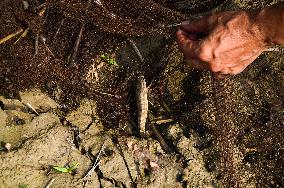 Fish In The Jalangi River Has Decreased Due To Pollution