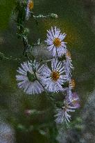 Climbing Aster